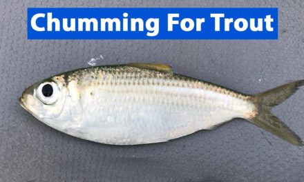 Salt Strong | – Live Bait Chumming Trick For Speckled Trout!