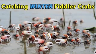 Salt Strong | – How To Catch Fiddler Crabs In The Winter (Even When Bait Shops Can't Find Them)