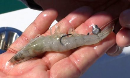 Salt Strong | – How To Rig FROZEN SHRIMP For Reef Fishing