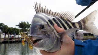 Salt Strong | – Easy Way To Catch Sheepshead In Canals (Without Live Bait)