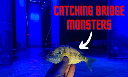 Lawson Lindsey – Fishing a Massive Bridge with Live Pinfish for Giant Fish