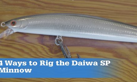 How to Rig the Daiwa SP Minnow for Big Striped Bass