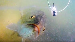 Salt Strong | – You've Got To See This Amazing Underwater Trout Attack Footage!