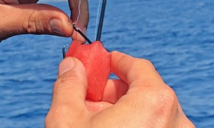 BlacktipH – Catching Fish with Watermelon #Shorts