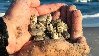 Salt Strong | – The Easiest Way To Catch Sand Fleas (Without A Sand Flea Rake)