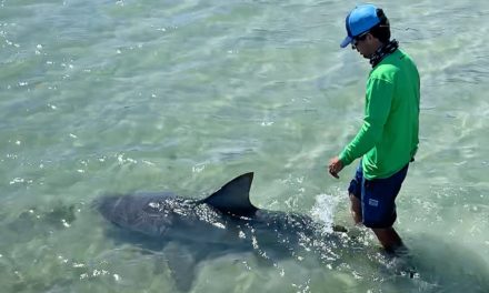 BlacktipH – Walking my Pet Shark #Shorts