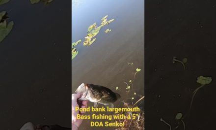 Pond bank Largemouth Bass Fishing this Morning with a 5” DOA Senko