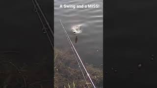 A Swing and a MISS!! Largemouth Bank Pond Bass Fishing Video