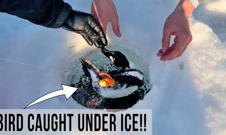 BlacktipH – Bird Caught Under Ice #Shorts