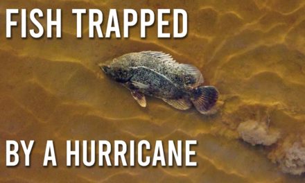 BlacktipH – Catching Fish Trapped by a Hurricane