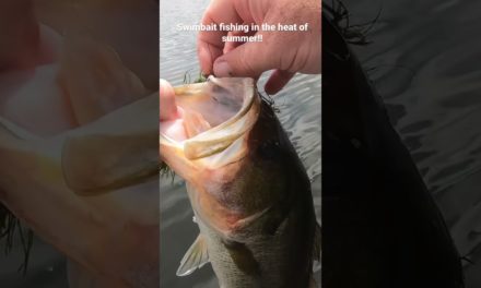 Florida largemouth bass fishing in local pond using a swimbait off the bank. #shorts