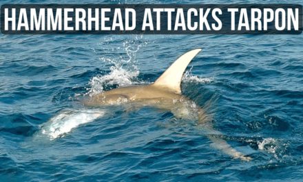 BlacktipH – Hammerhead Shark Attacks Tarpon – Fan Can't Believe It!!
