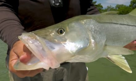 Marco Island Florida Fishing Inshore Slam – Snook Redfish Tarpon Trout
