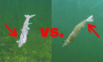 Salt Strong | – Rigging Live Shrimp In The Head vs. Tail (Best Way To Rig Shrimp)