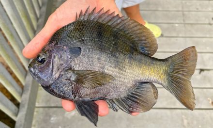 BlacktipH – Catching Giant Bluegill Live