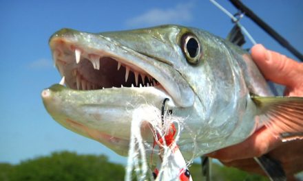 GIANT BARRACUDA ATTACK! FLY FISHING BEACH ON A BIKE by TODD MOEN