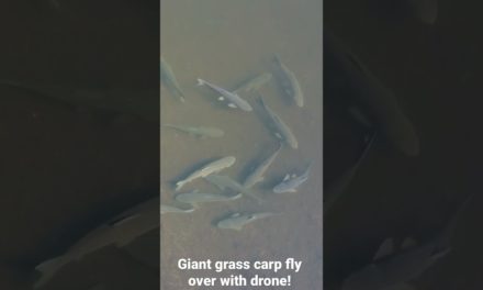 Giant Grass Carp Flyover with Drone