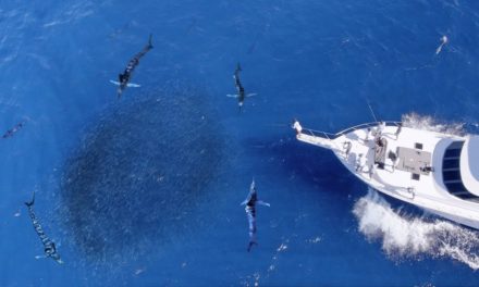 BlacktipH – Searching for Marlin on MASSIVE Bait Schools