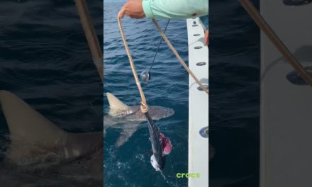 BlacktipH – Shark Eats GoPro or Fish? #Shorts
