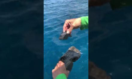 BlacktipH – Tiny Fish Acting like Turtles #Shorts