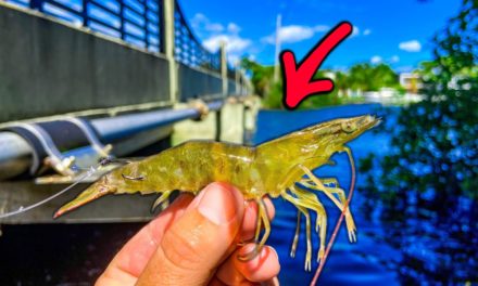 Lawson Lindsey – Bridge Fishing With Live Shrimp To Catch an Epic Meal {Catch Clean Cook}