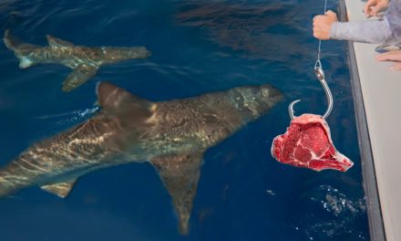 BlacktipH – Do Sharks Eat STEAK?