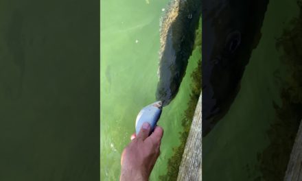 BlacktipH – Hand Feeding Giant Fish #Shorts
