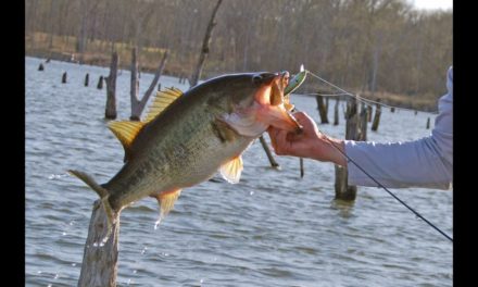Jerkbait Bass Fishing Tips – How to Retreive a Jerkbait