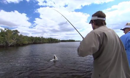 Mirrolure Mirrodine Fishing for Everglades Monster Snook