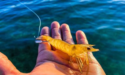 Lawson Lindsey – Multi-Species Fishing With Live Shrimp In Clear Saltwater