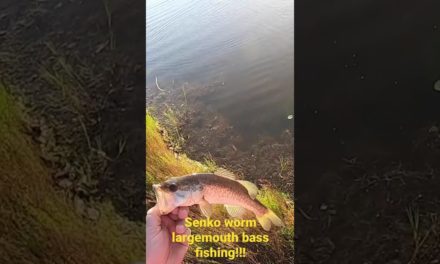 Pond Bank Largemouth Bass Fishing with a Senko Worm