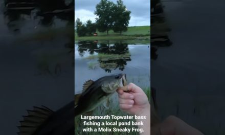 Pond bank largemouth bass fishing a Topwater Molix Frog with success!