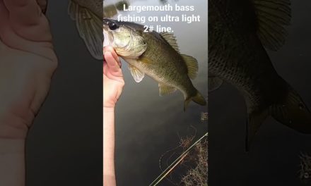 Ultra light largemouth bass fishing when bank pond fishing