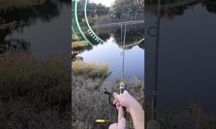 Frog pond, first cast with DOA Senko for Florida largemouth bass