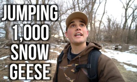 Flair – JUMP SHOOTING 1,000 Snow Geese!!!