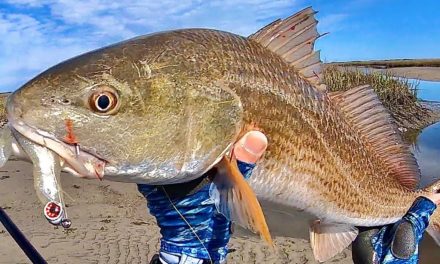 Salt Strong | – Catching Redfish In Coastal Creeks (During Incoming & Outgoing Tides)