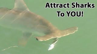 Salt Strong | – Shark Fishing On Demand: The Best Way To Catch Sharks Fast!