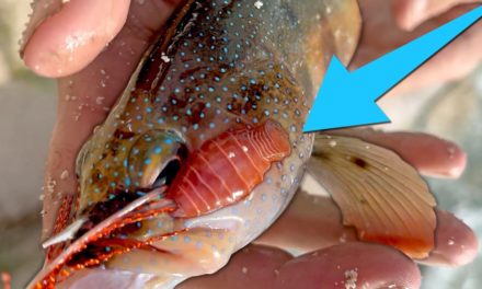 BlacktipH – Strange Creature Attached to my Fish! | Coastlines – Episode 4