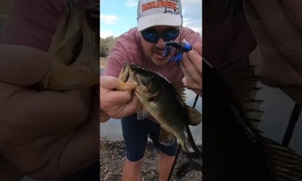 Thunderhawk lures grunt at the frog pond and catching largemouth bass #shorts #tforods