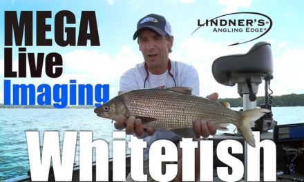 Catching Whitefish Using Mega Live!