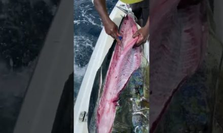 BlacktipH – Cleaning Dolphin in Record Time! #Shorts