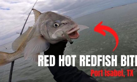 Salt Strong | – Red Hot Redfish Bite In Port Isabel, TX [Fishing Report]
