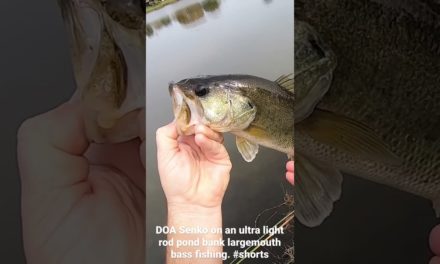 Ultra light largemouth bass pond bank fishing with a DOA Senko