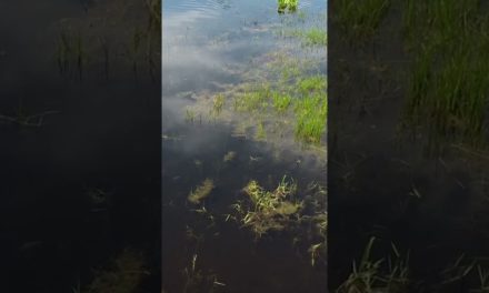 Bass fishing a Frog getting CRUSHED while drone is in the air #shorts