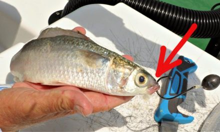 Salt Strong | – This Is How To Catch Tarpon On Cut Bait