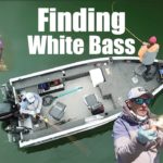 Finding White Bass