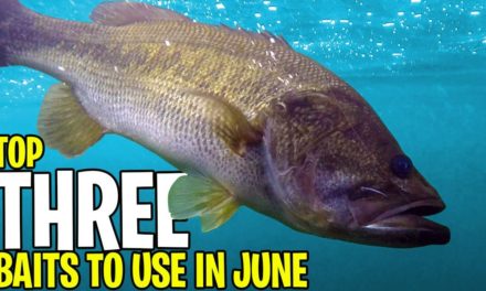 THREE BASS FISHING BAITS to use in June – Beginner Fishing Tips