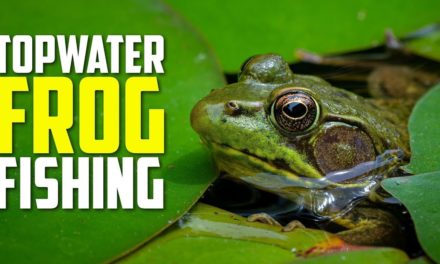Frog Fishing Tips You NEED TO KNOW – Beginner Bass Topwater Tricks