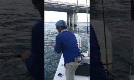 BlacktipH – Hooked Giant Fish on a Bridge #Shorts