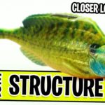 Savage Gear Structure Gill SMALL Soft Plastic Bass Fishing Swim Bait